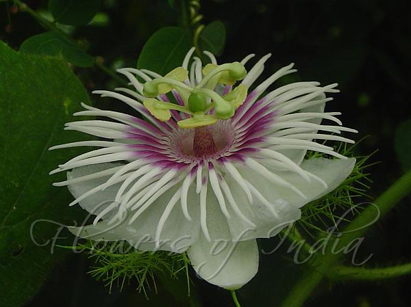 Love in a Mist